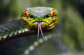 Хотите знать,  почему Вы боитесь змей?